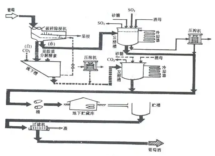 葡萄酒酿造过程图解：从新鲜葡萄、发酵中的葡萄醪到清澈的成品酒_1