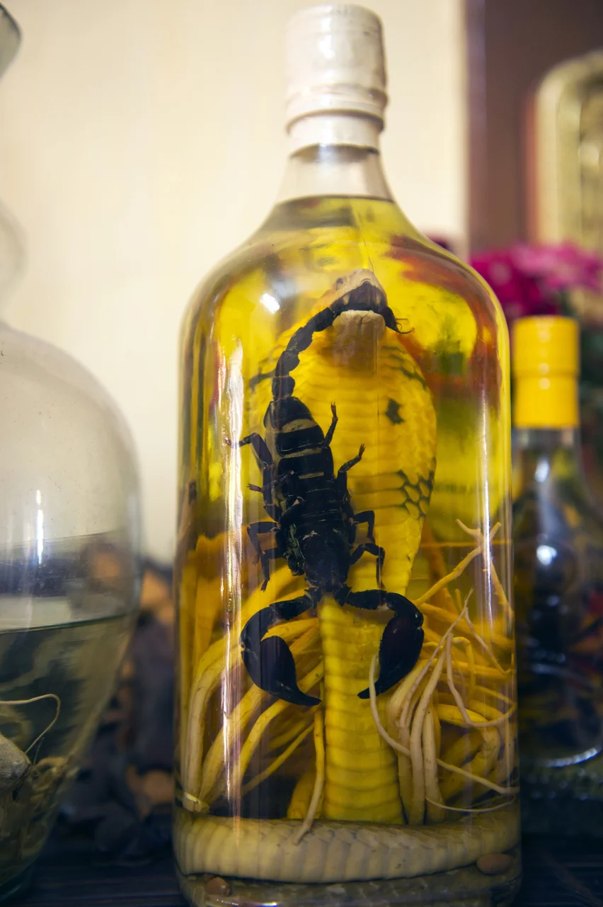 一个装有整条毒蛇和中药材的透明玻璃泡酒罐静物特写_1