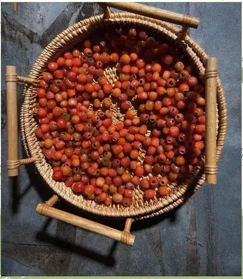 对比图：左侧危险的红豆杉果实与警告标志，右侧安全的枸杞桑葚泡酒，强调泡酒原料选择的安全性。_1