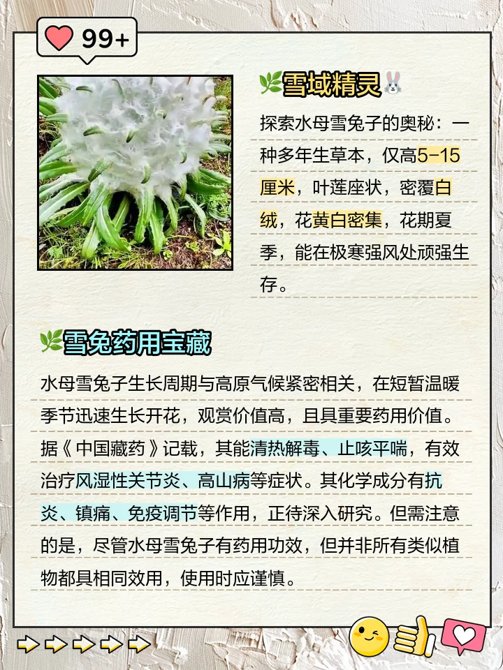 传统工艺浸泡的雪兔子药酒特写，展示清澈酒体与药材的完美结合_1