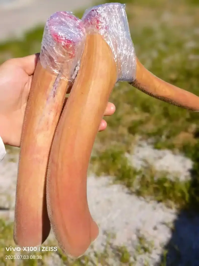 酿酒师正在仔细检查一块已变质的鹿茸切片，可见霉斑，用于警示变质药材的风险。_1