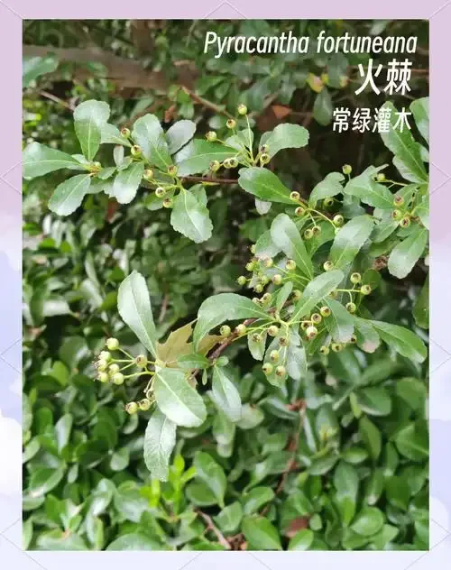 一坛正在浸泡中的火棘果酒，色泽红润，果实饱满，展示了家庭手工酿造的过程_1