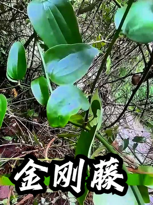 金刚藤与鸡血藤泡酒对比图：左侧为单泡金刚藤酒，右侧为金刚藤鸡血藤混合泡酒，展示藤材在酒中的真实状态。_1