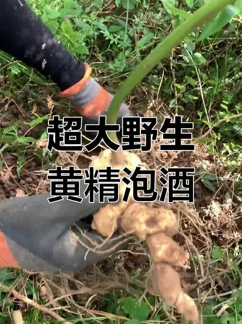 家庭制作黄芪黄精泡酒的实景图：透明玻璃罐中的药酒、黄芪片、黄精块及一杯成品。_1