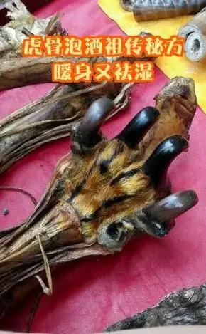 传统药酒炮制工作台：干净的玻璃罐与多种合法中药材，如杜仲、牛膝等，用于替代虎骨制作强筋骨药酒。_1