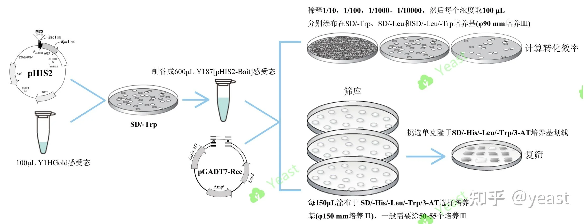 酿酒师活化y187酵母粉的实操过程特写_1