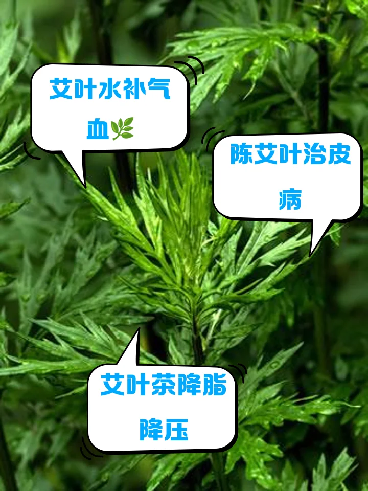 自制艾叶泡酒过程展示：玻璃罐中金黄的酒液浸泡着翠绿艾叶，旁边散落着新鲜与干燥的艾叶材料_1