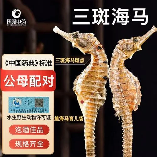 三斑海马泡酒制作过程展示：透明玻璃罐中浸泡着金色海马、红色枸杞等药材的琥珀色药酒_1