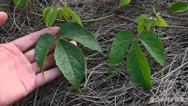 接骨草泡酒实物展示：透明玻璃罐中琥珀色酒液浸泡着干燥的接骨草段，旁边对比摆放新鲜与晒干的接骨草。_1