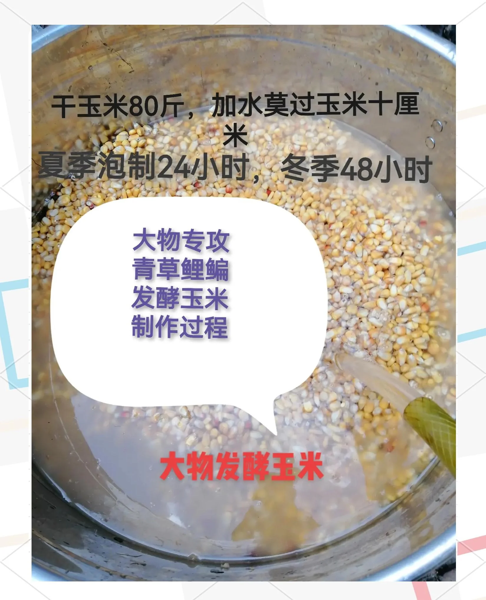 透明玻璃罐中正在发酵的酒糟鱼饵特写，旁边摆放着玉米、麦麸等原料，背景为酿酒工作台。_1