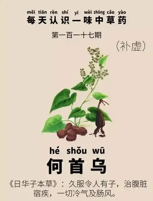制何首乌与枸杞、红枣等药材在透明玻璃罐中浸泡的养生酒特写，展示家庭自泡何首乌酒的实际样貌。_1