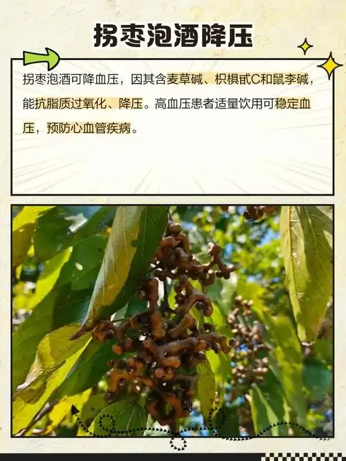 新鲜拐枣与正在浸泡的拐枣酒特写照片_1