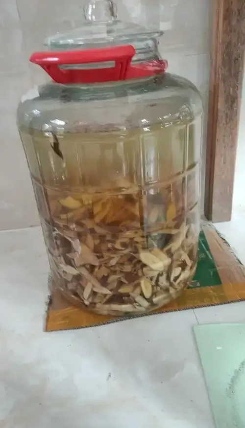 一位酿酒师正在检查一罐泡制中的牛大力养生酒，罐体透明可见内部药材，环境专业温馨。_1