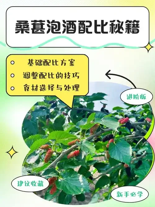 三罐不同泡制阶段的桑葚酒对比展示，附有配方比例手写提示，直观展示桑葚泡酒过程_1