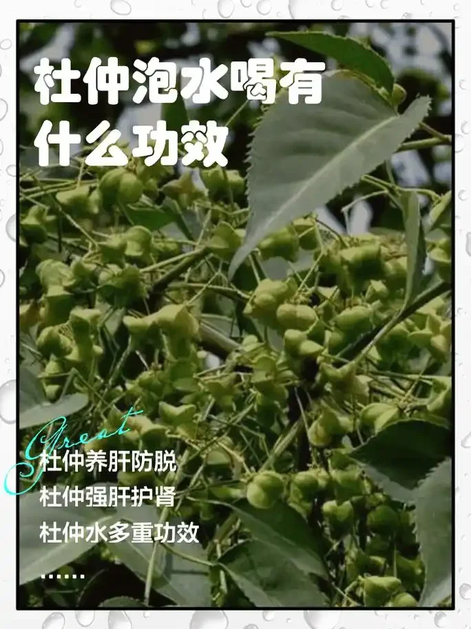 泡制中的杜仲酒特写，展示透明酒坛、杜仲药材与专业酿酒工具_1
