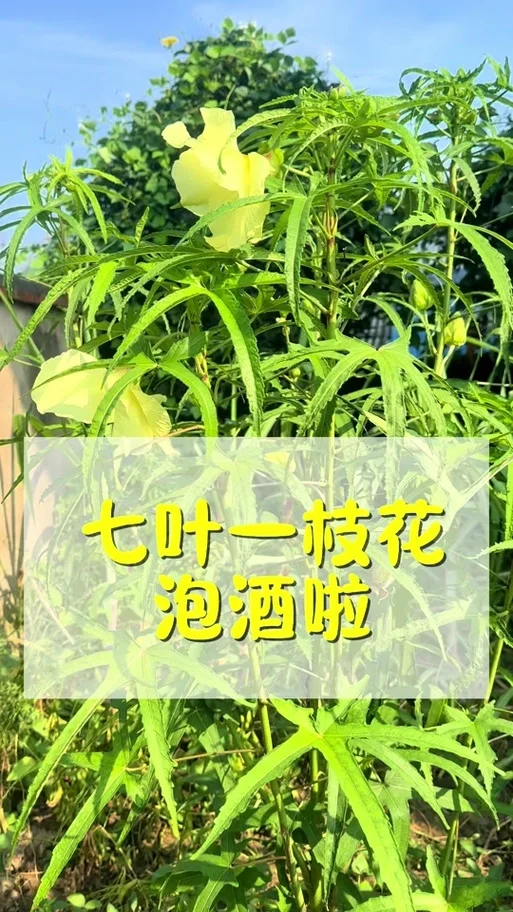 七叶一枝花药酒浸泡效果展示：棕色玻璃瓶中金黄色酒液与药材清晰可见_1