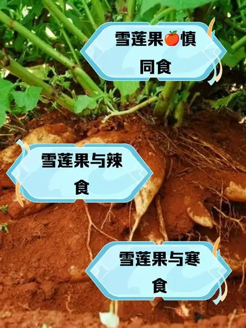 正在浸泡中的天山雪莲酒特写，玻璃罐中雪莲、枸杞清晰可见，旁边摆放着原料和工具。_1