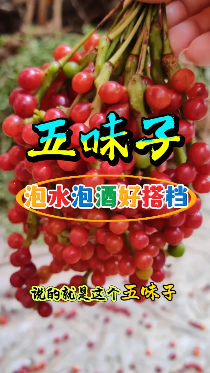 五味子与枸杞、人参等食材共同浸泡在透明酒罐中的特写照片，展现家庭自酿泡酒的经典搭配场景。_1