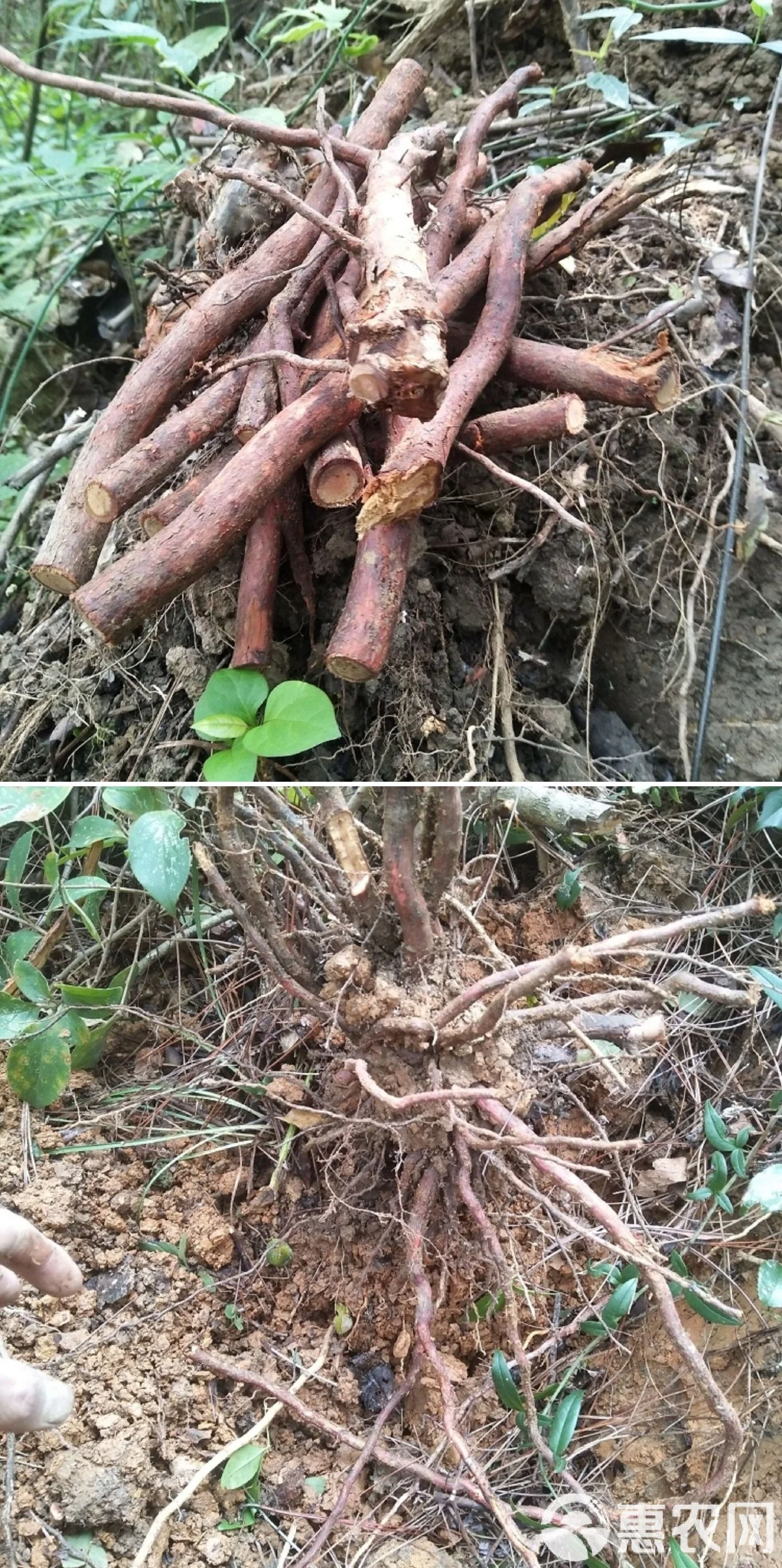 金樱子根在玻璃罐中与枸杞、红枣一同浸泡于白酒中的特写照片，展示家庭泡酒的原料与容器。_1