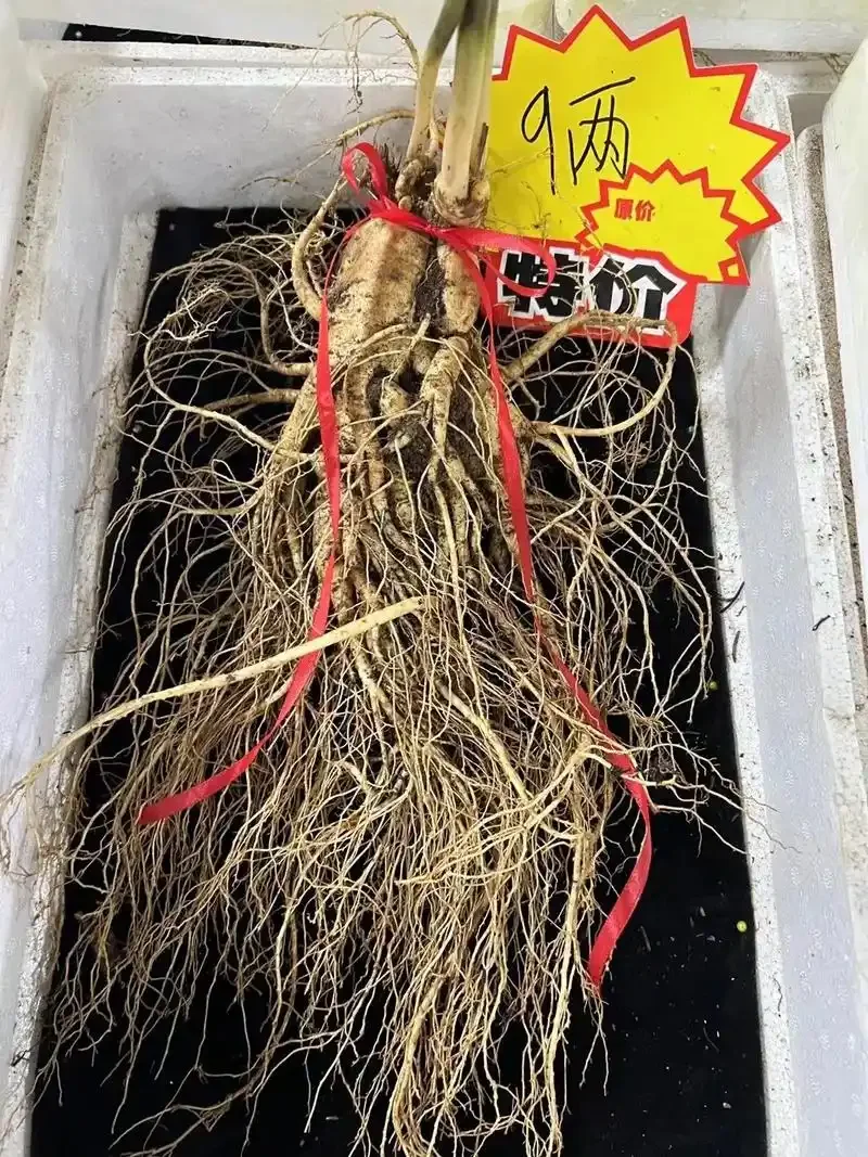 玻璃瓶中正在浸泡的奶参酒，酒体清澈，奶参根须分明，旁边有枸杞点缀。_1