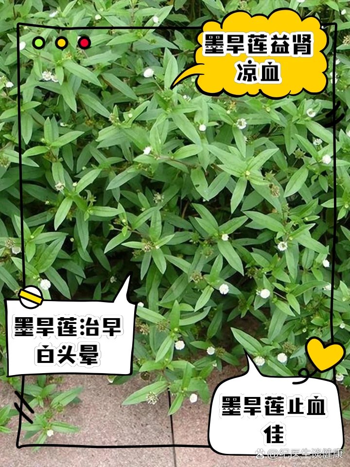 墨旱莲泡酒的制作过程：透明玻璃罐中浸泡着药材，旁边摆放着原料和手写配方。_1