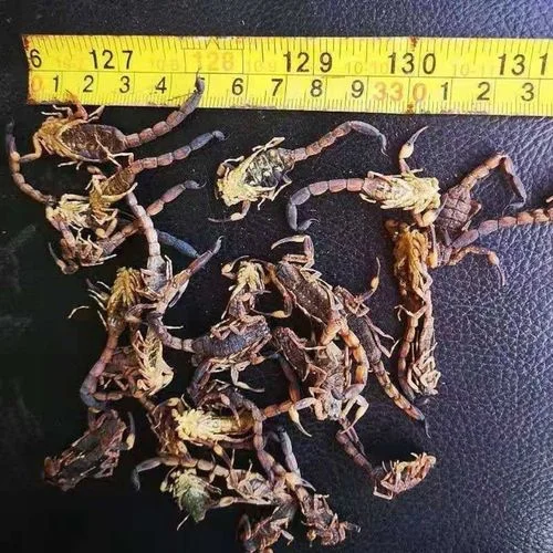 蝎子泡酒瓶特写：透明玻璃瓶中全蝎清晰可见，浸泡于清澈酒液中，背景古朴专业。_1