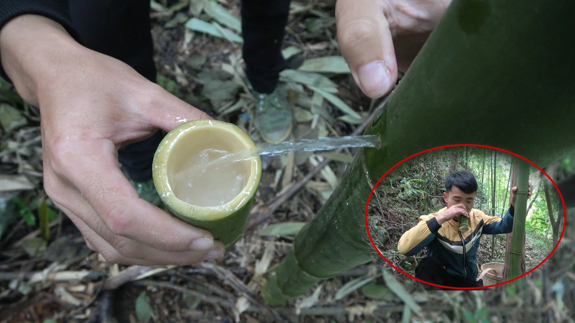 酿酒师在竹林中为活竹注入酒液的实景操作图_1