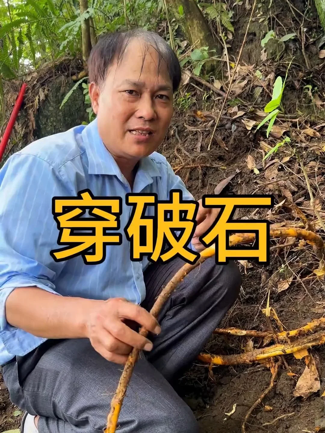 家庭自制穿破石泡酒：透明酒坛中浸泡着药材，呈现琥珀色酒液_1