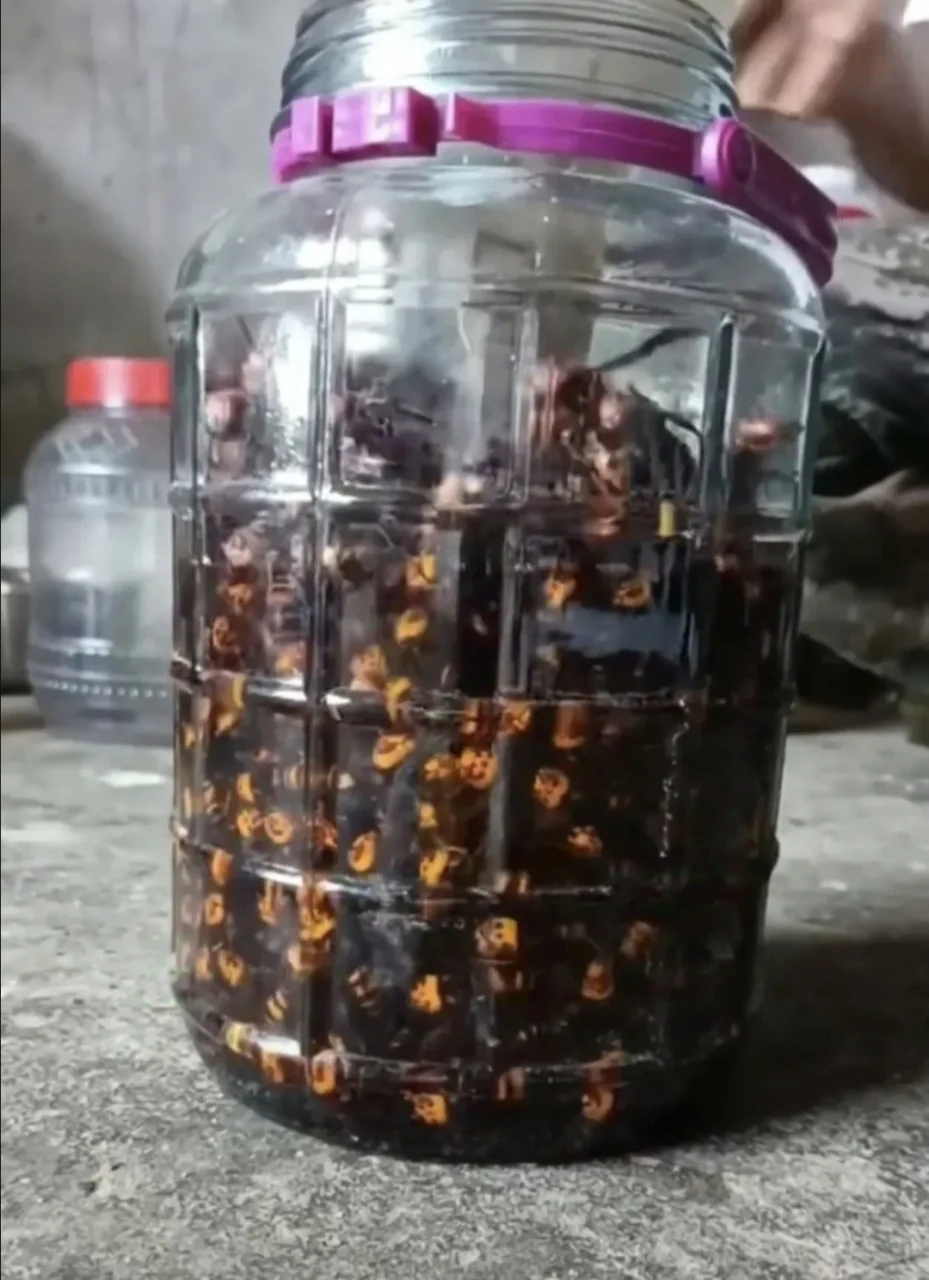 马蜂泡酒最佳药材搭配展示图：透明酒坛中可见马蜂与枸杞、当归、人参等药材浸泡在琥珀色酒液中。_1