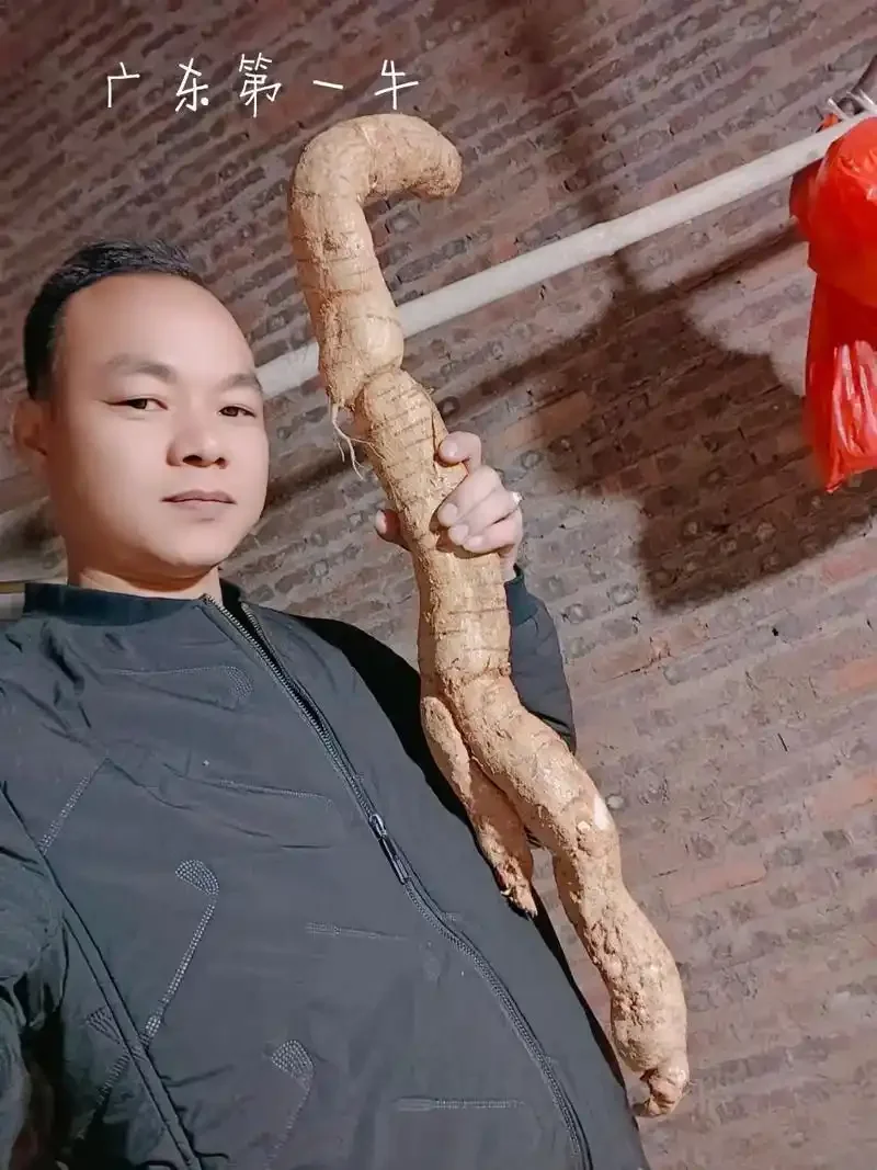 牛大力和血藤泡制在玻璃酒坛中，呈现清澈的琥珀色酒体，旁边放置着原材料和酒碗。_1