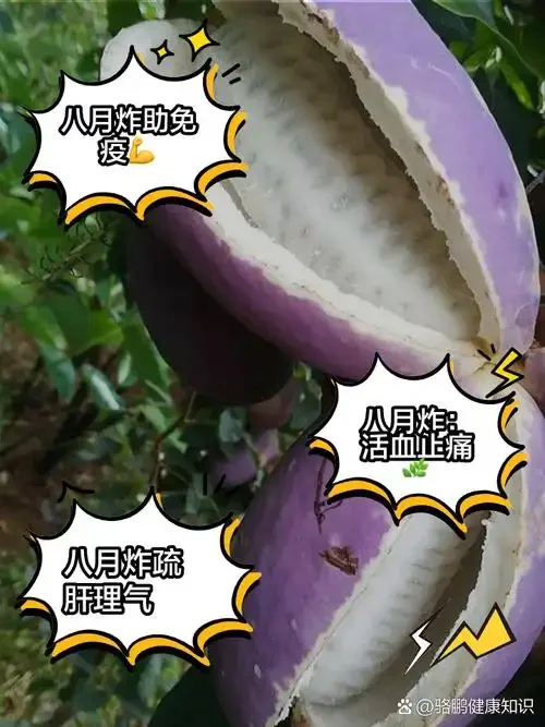 家庭自制八月炸泡酒过程展示：透明玻璃罐中金黄色果肉与冰糖分层清晰，旁边摆放新鲜裂开的八月炸果实。_1