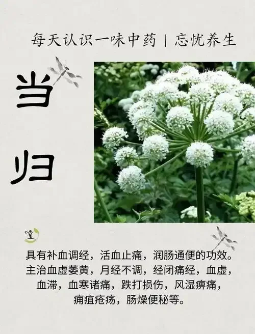 当归泡酒成品展示，酒液呈琥珀色，当归切片清晰可见，旁边有手写笔记和当归植株作为点缀。_1