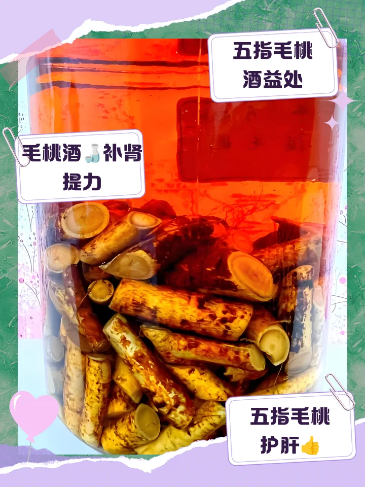 优质五指毛桃根与琥珀色五指毛桃泡酒成品展示，旁边配有酿酒工具_1