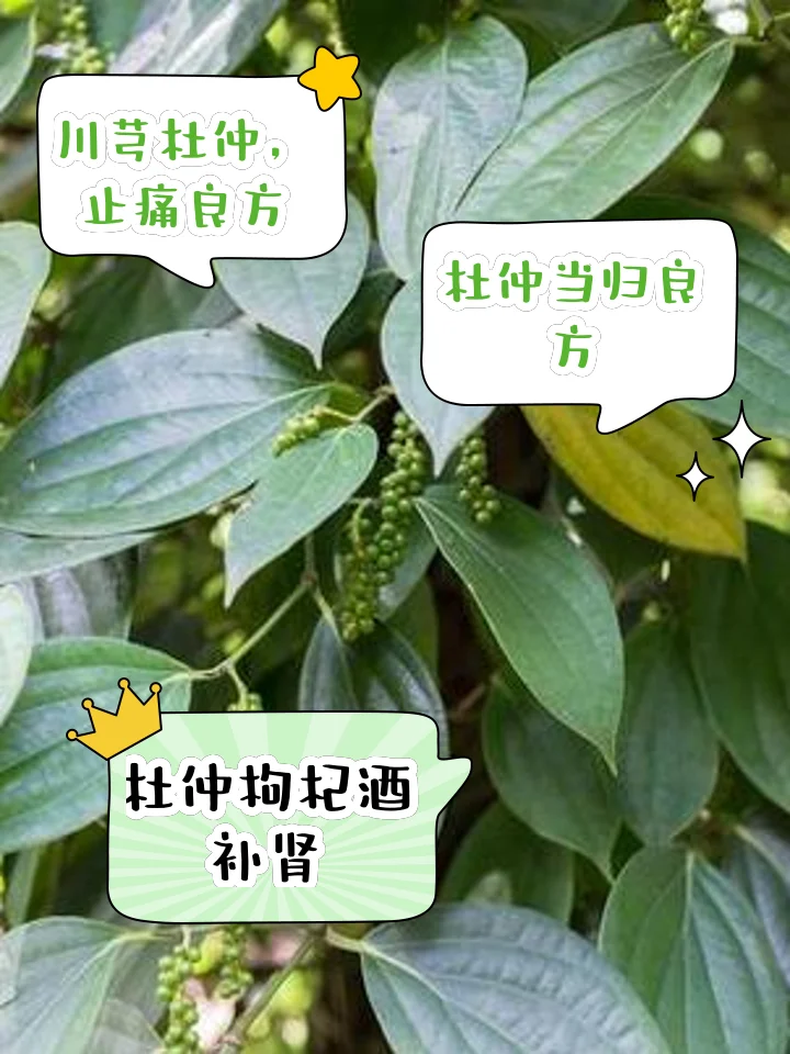 一杯自制杜仲红枣枸杞泡酒的特写，酒色琥珀红亮，旁边是装满原料的泡酒瓶和散落的杜仲、红枣、枸杞。_1