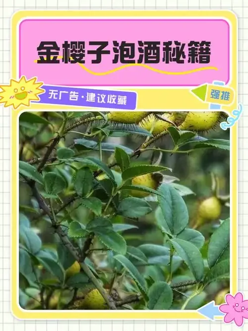 金樱子杜仲泡酒原料与成品特写：玻璃罐中金樱子与杜仲在琥珀色酒液中浸泡，旁边散落着原材料。_1