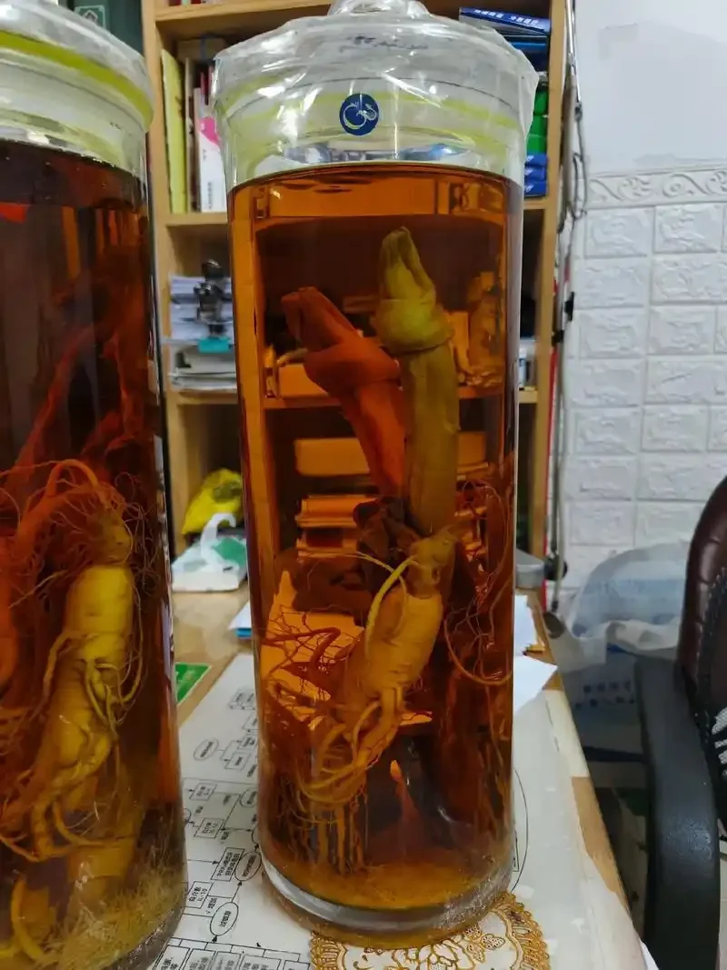 人参、鹿茸、鹿鞭、不老草等中药材与透明玻璃泡酒罐在工作台上的展示图，用于制作养生药酒。_1