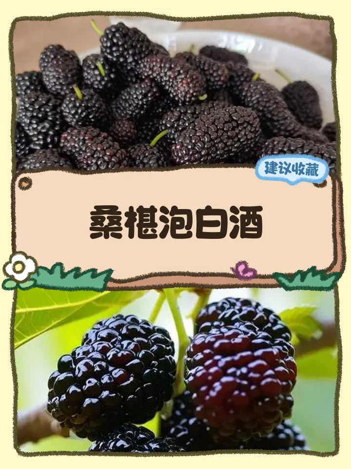 酿酒师正在为酿造桑葚酒称量并添加冰糖_1