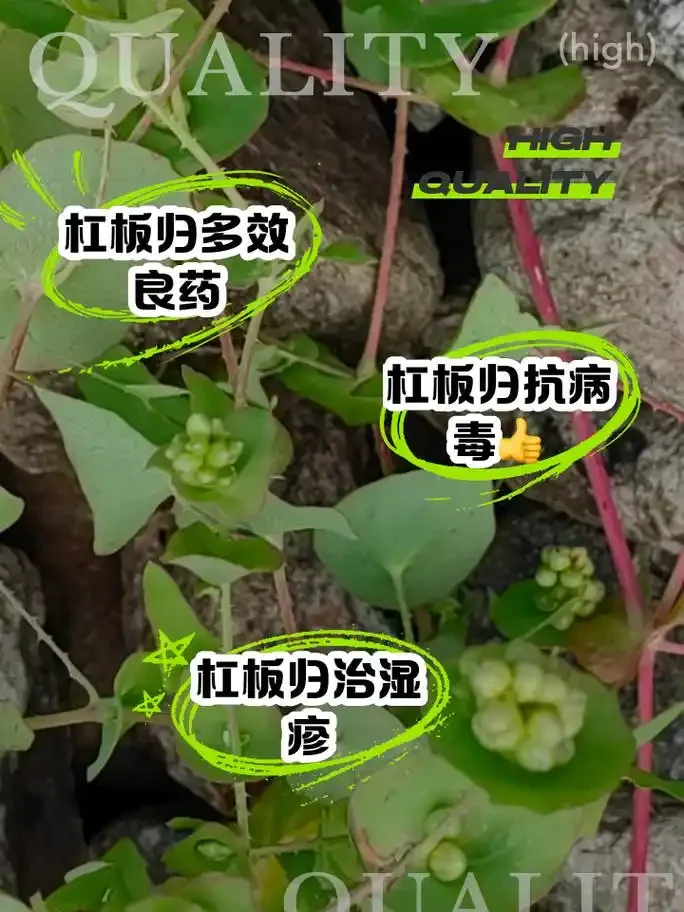 一瓶正在浸泡的杠板归酒，酒液呈琥珀色，瓶中可见清晰的杠板归枝叶细节。_1