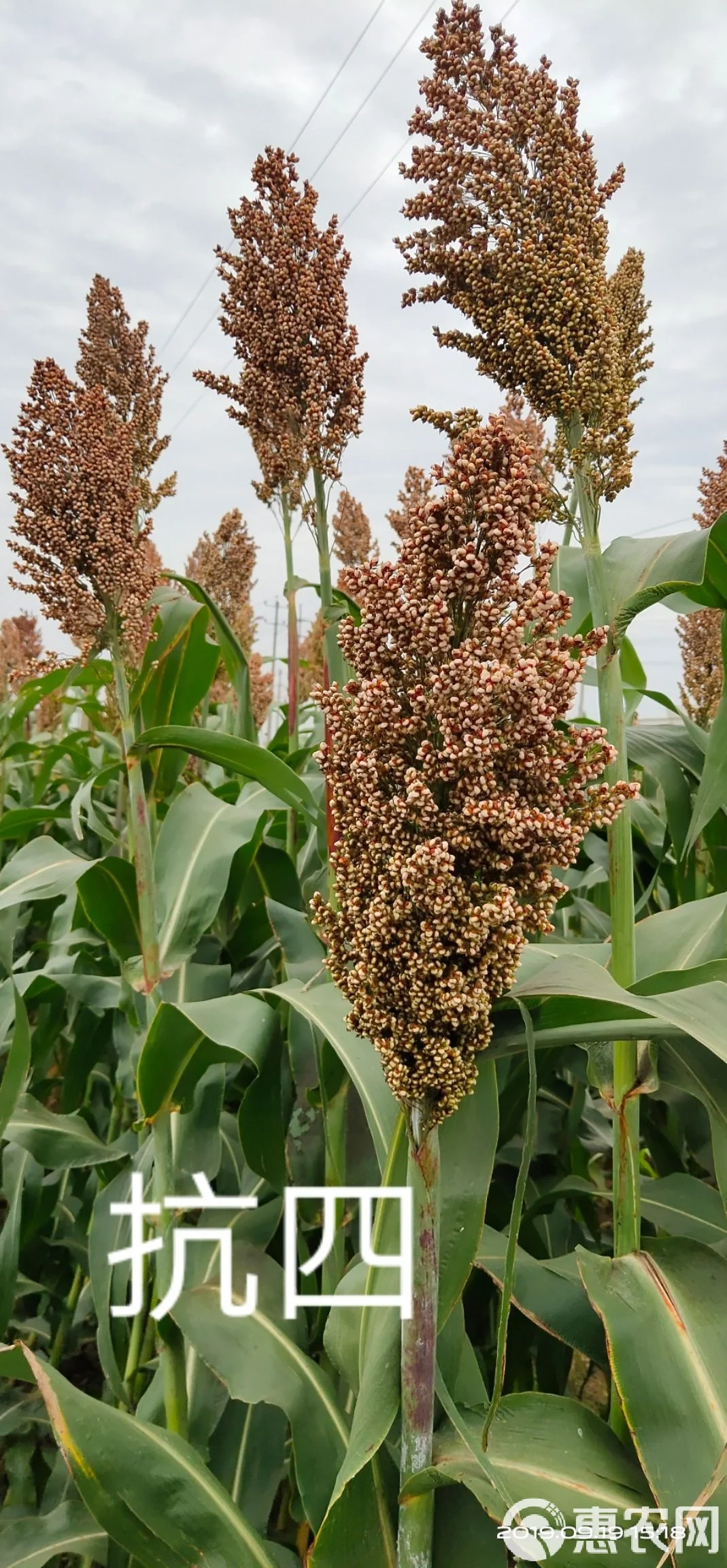 多种酿酒高粱品种实物对比：红皮糯高粱、黄皮粳高粱等籽粒特写，用于展示选择酿酒原料时的关键差异。_1