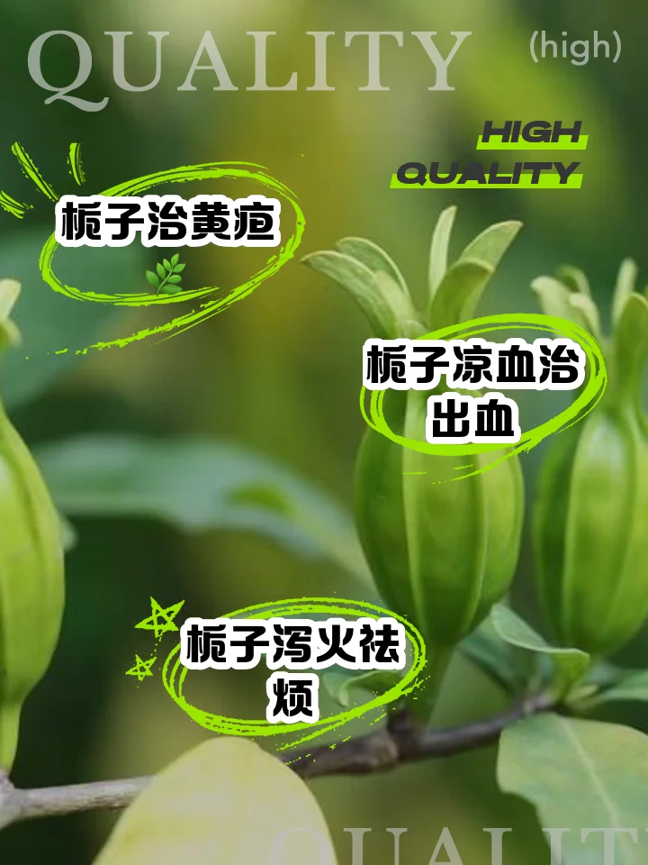 栀子砂仁泡酒成品展示：透明玻璃罐中琥珀色酒液浸泡着栀子和砂仁，旁边散落着新鲜药材。_1