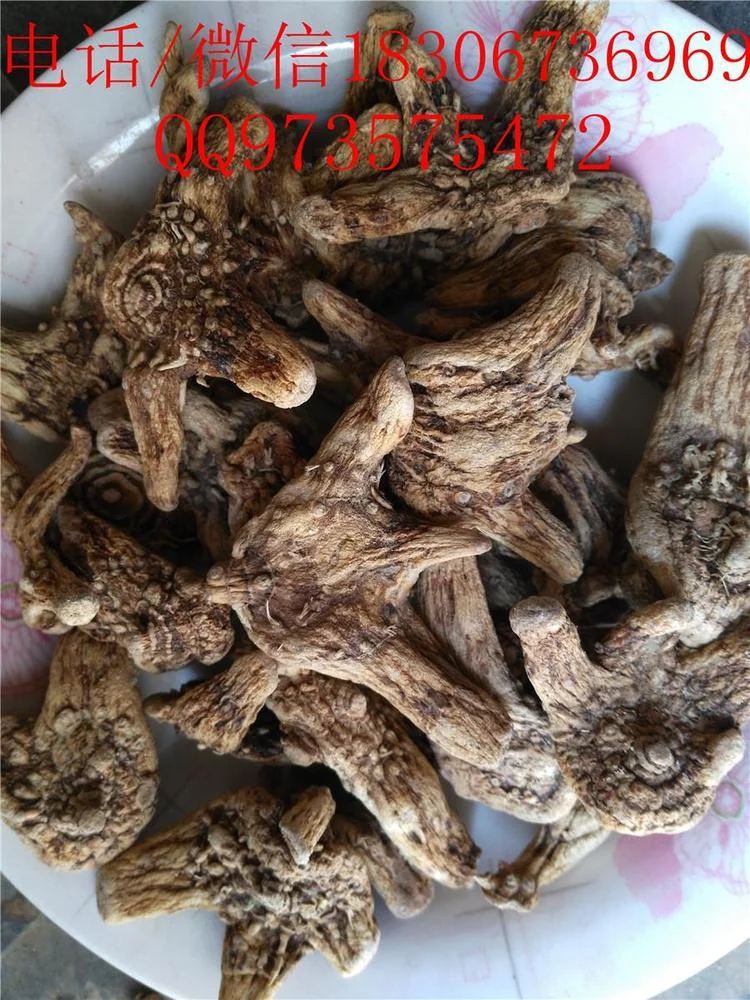 专业制作的三分三泡酒，展示在酿酒工作台上的玻璃广口瓶中，旁边是用于精确称量的中药材和工具。_1