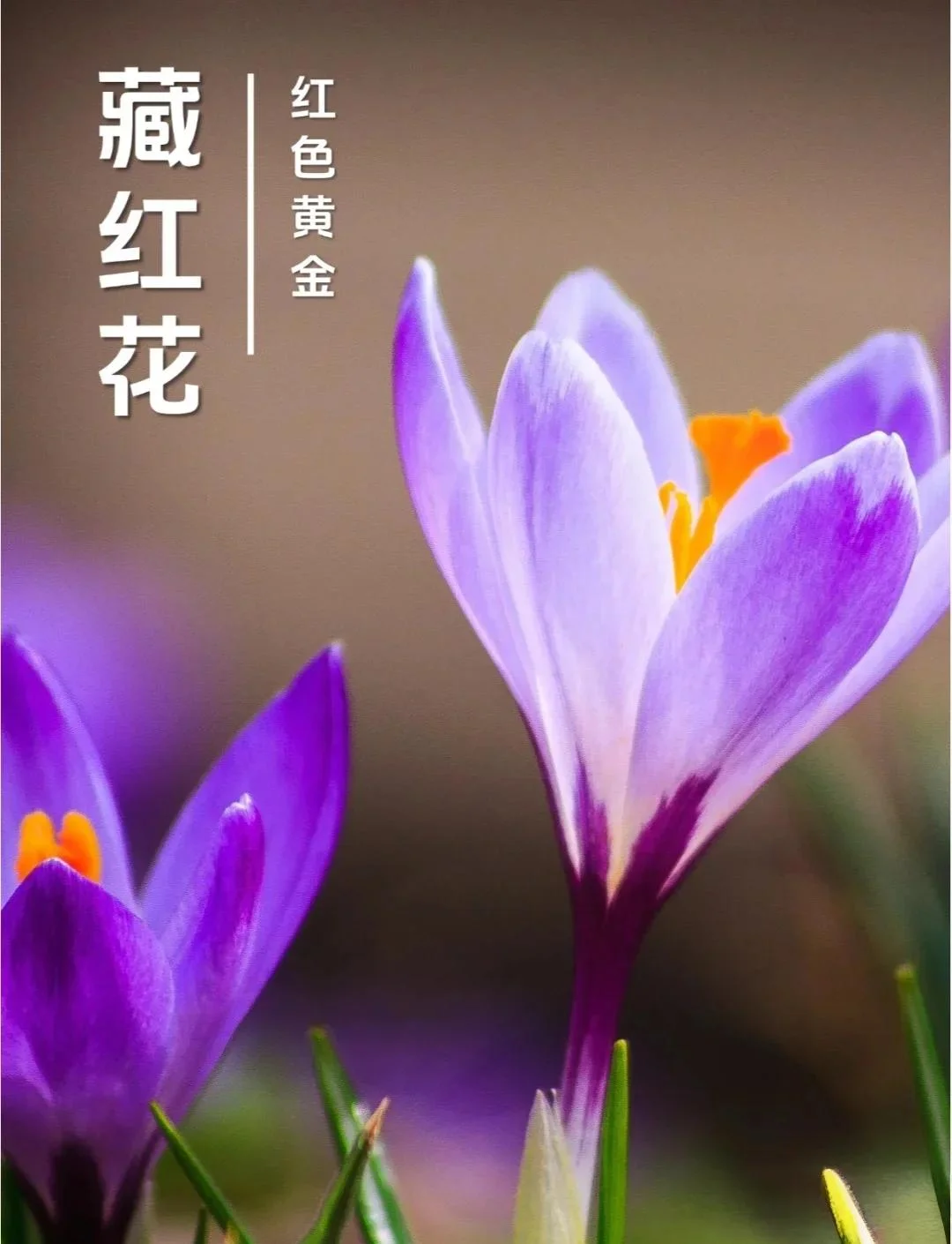 酿酒师将藏红花花丝加入自酿米酒酿的瞬间，展示传统酿造技艺_1