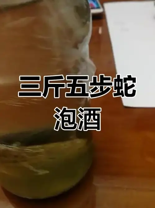 酿酒师在酒坊工作台前专业处理用于泡酒的乌梢蛇_1