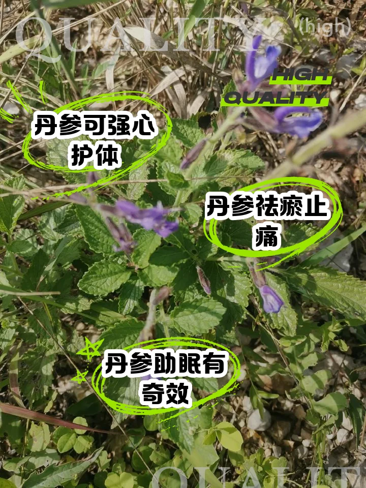 家庭自制黄芪丹参泡酒特写：透明玻璃罐中琥珀色酒液浸泡着黄芪和丹参药材_1