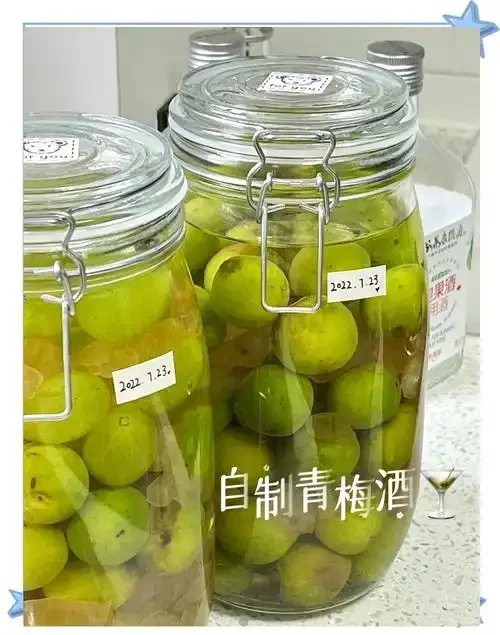 手掌托着成熟青梅，正准备放入陶制酒坛中，展示青梅泡酒的最佳时机和选材。_1