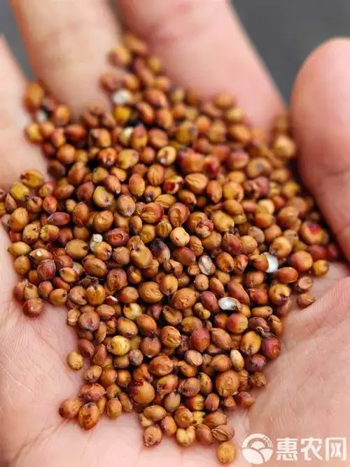 粳高粱与糯高粱实物对比图，清晰展示两种粮食品种的外观差异，以及最终酿出的白酒。_1