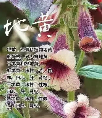 熟地黄泡酒制作过程展示：透明玻璃罐中琥珀色酒液与熟地黄药材_1