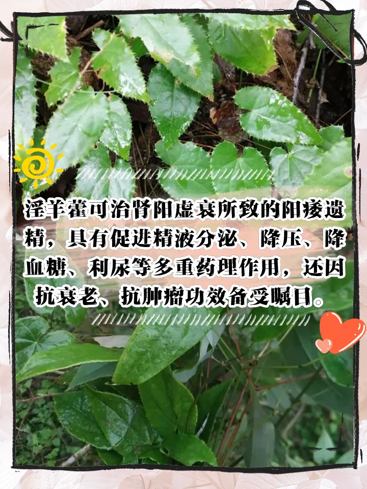 透明玻璃罐中正在浸泡的淫羊藿酒，酒液呈金黄色，旁边摆放着用于泡酒的淫羊藿、枸杞等原料特写。_1