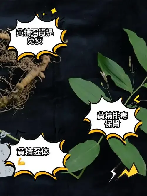 酿酒师正在将蒸制好的黄精切片装入泡酒坛_1