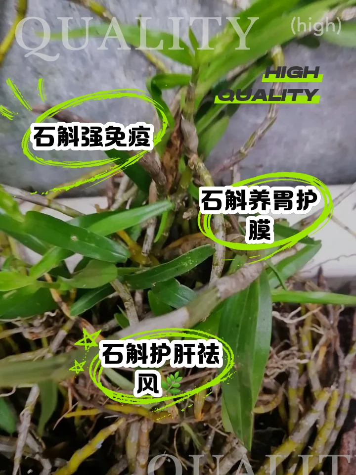 酿酒师正在玻璃罐中码放新鲜铁皮石斛准备泡酒_1